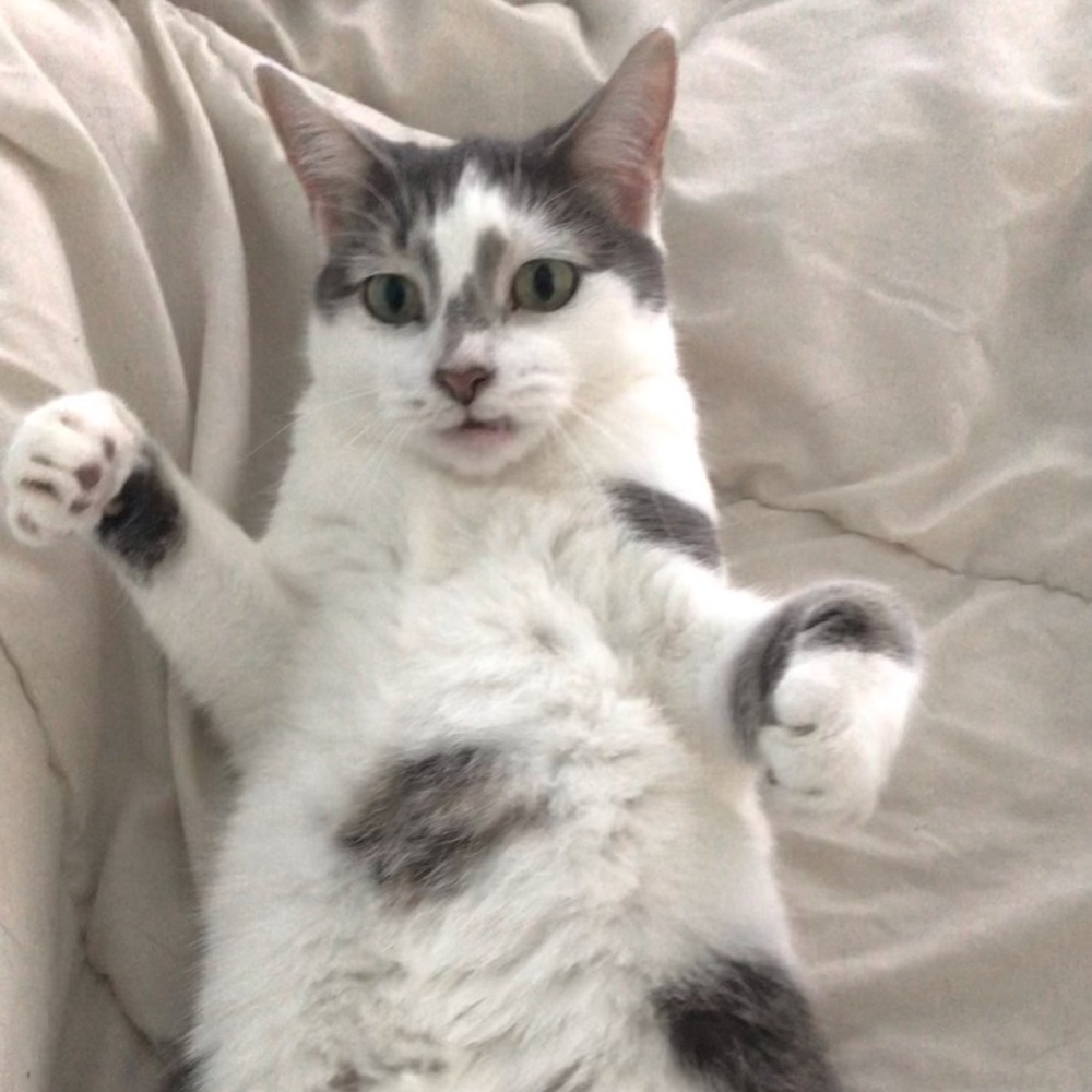 Meet your Posher, Annali